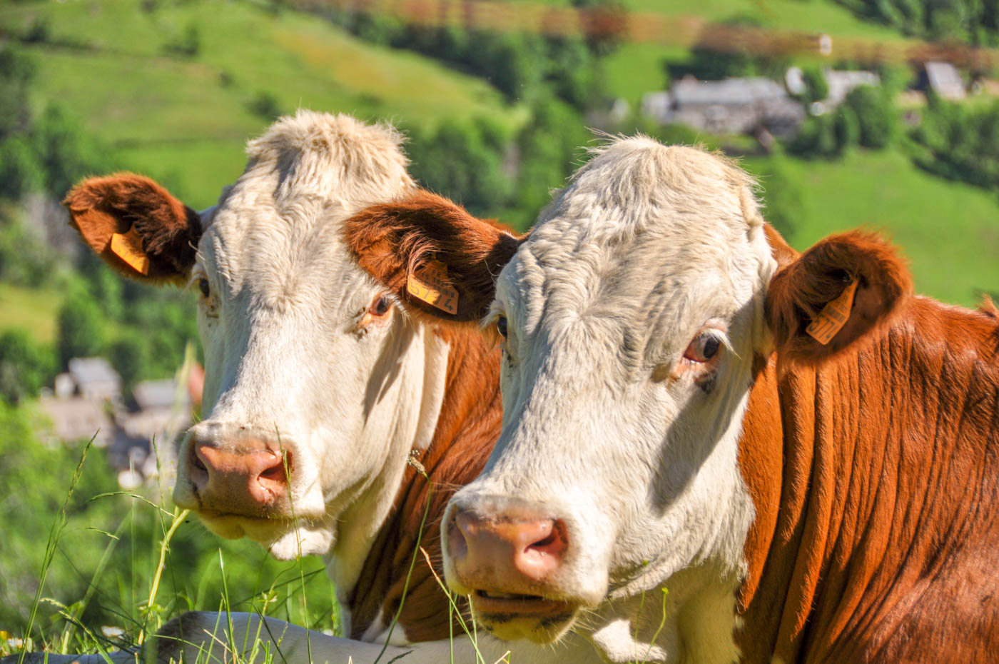 Vallée de la Jordanne - Blog La Marinière en Voyage