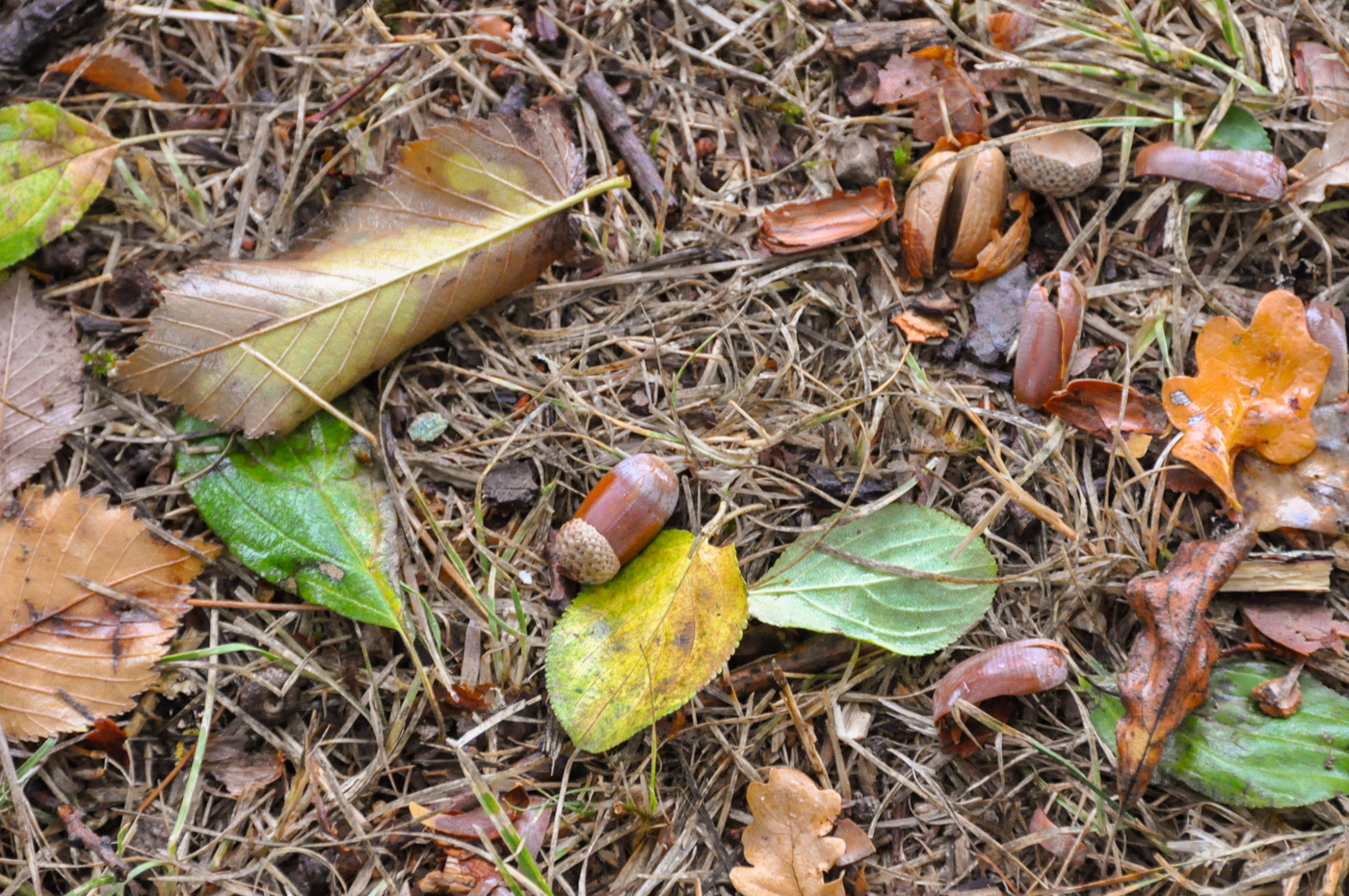 Que faire à Villefranche-de-Rouergue et aux alentours ?